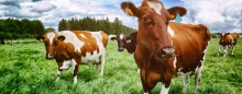 Free Range Cows
