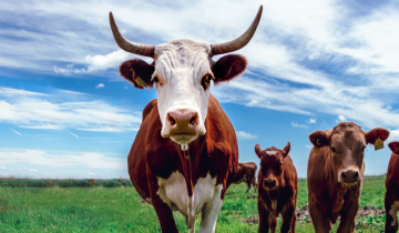 Cows in field